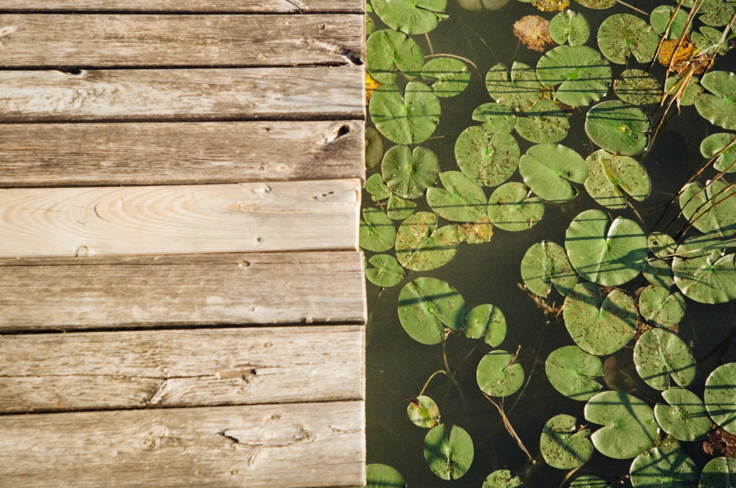 Weathered wooden dock meeting lily pads on the water at Klopeiner See, Austria - Detail photography by Rocco Goldschmidt