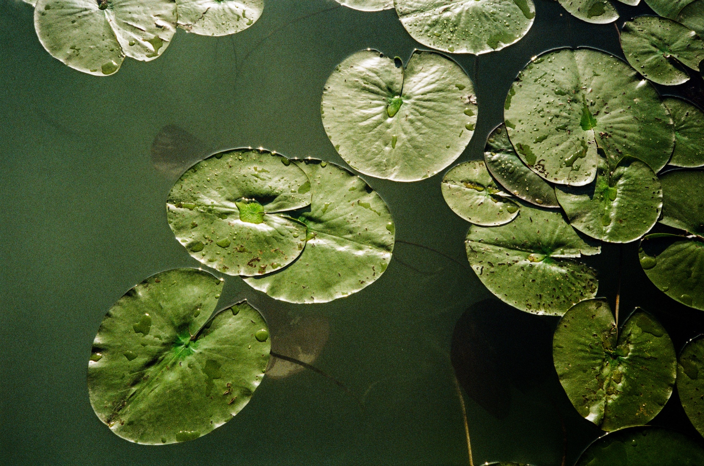 Close-up of green lily pads floating on dark water at Klopeiner See, Austria - Detail photography by Rocco Goldschmidt