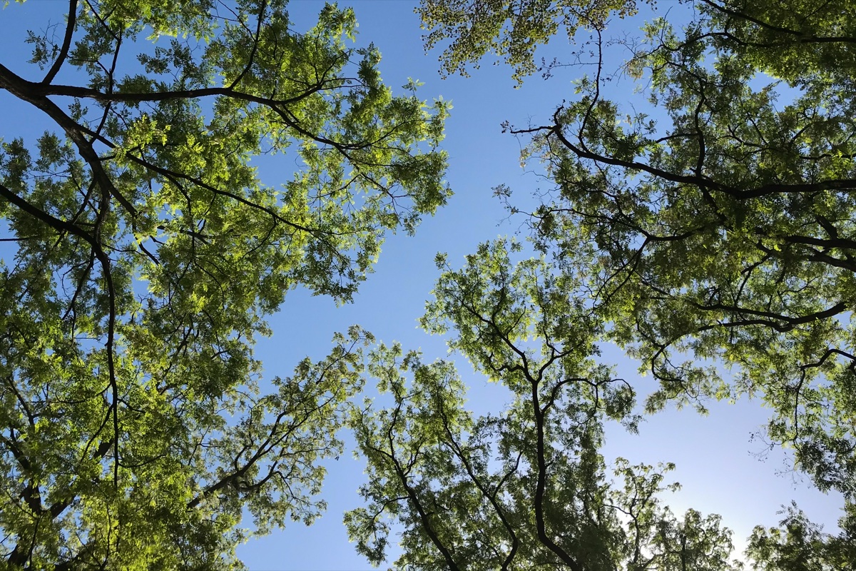 Canopy view looking up through trees in Bologna, Italy - Nature photography by Rocco Goldschmidt
