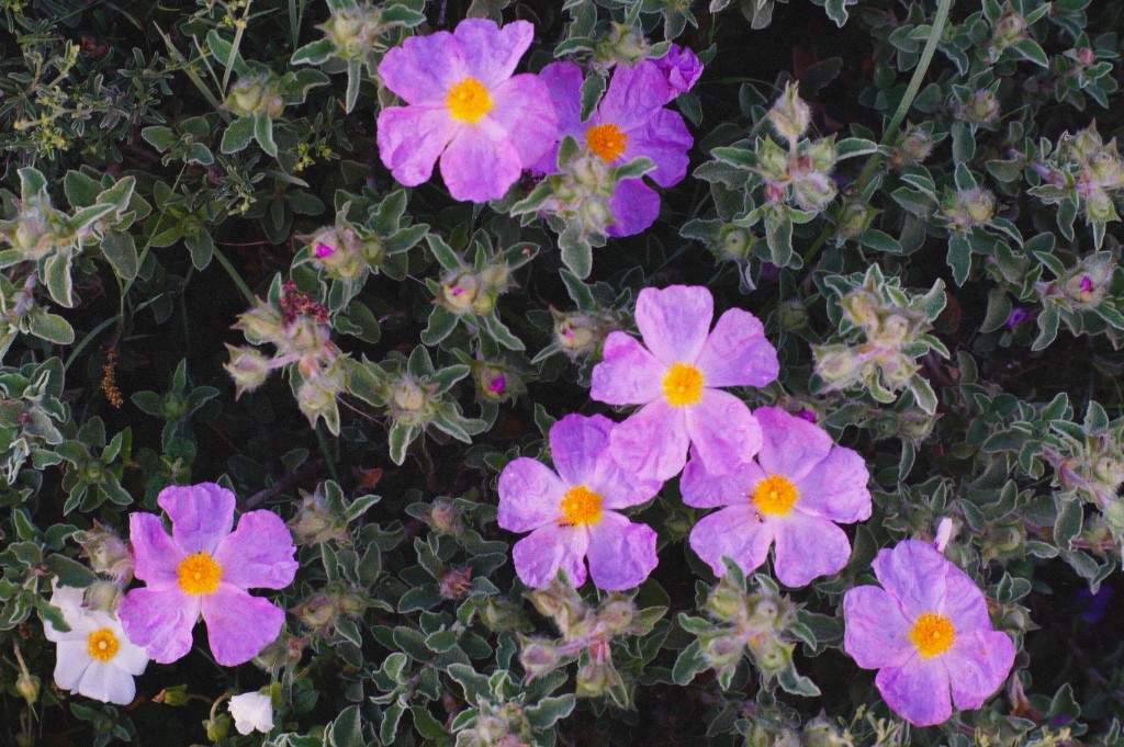 Pink and purple wildflowers with yellow centers in a Mediterranean bush in Zakynthos, Greece - Nature photography by Rocco Goldschmidt