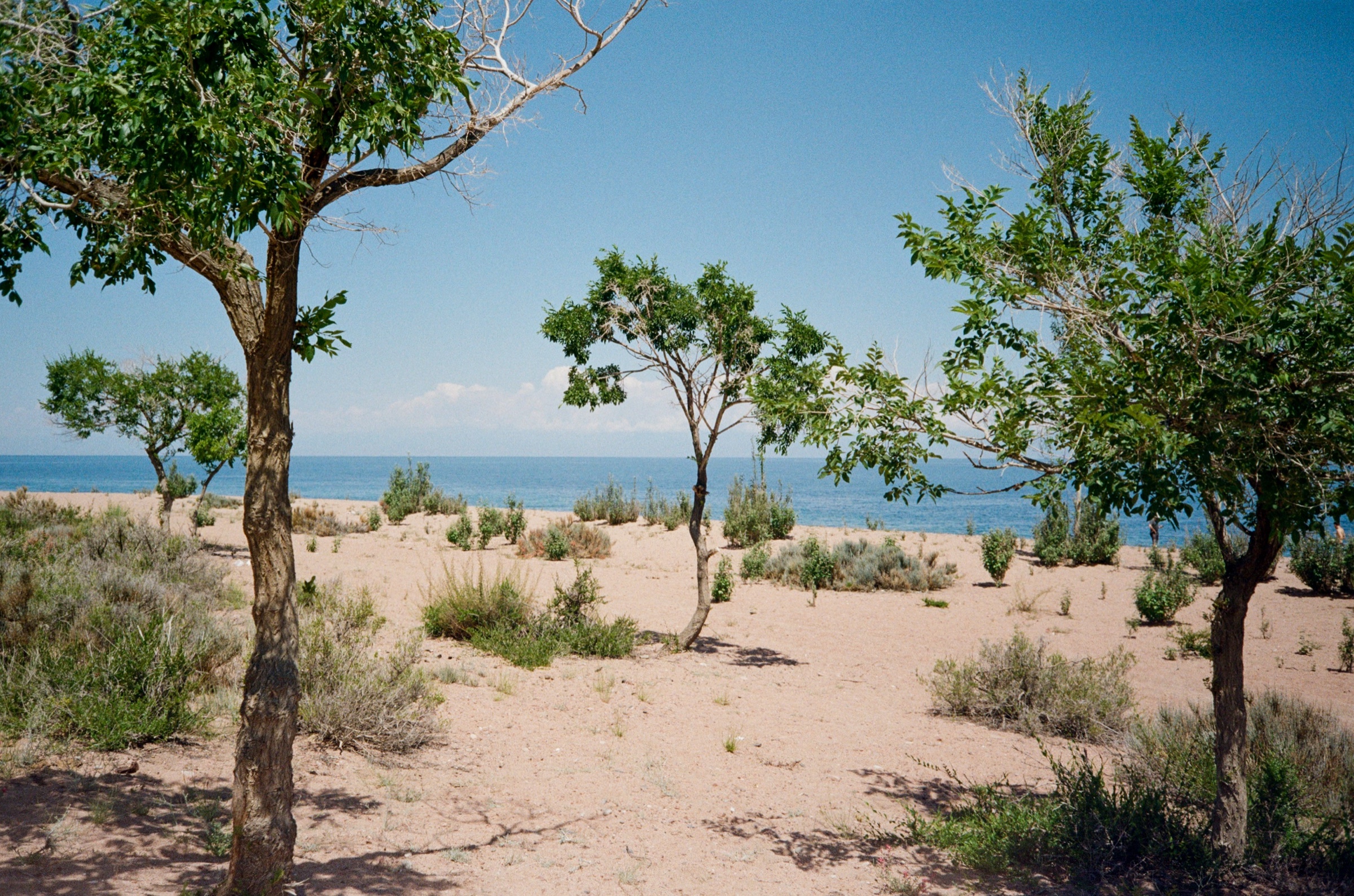 Slender trees on the sandy shore of Lake Issyk-Kul in Kyrgyzstan - Landscape photography by Rocco Goldschmidt