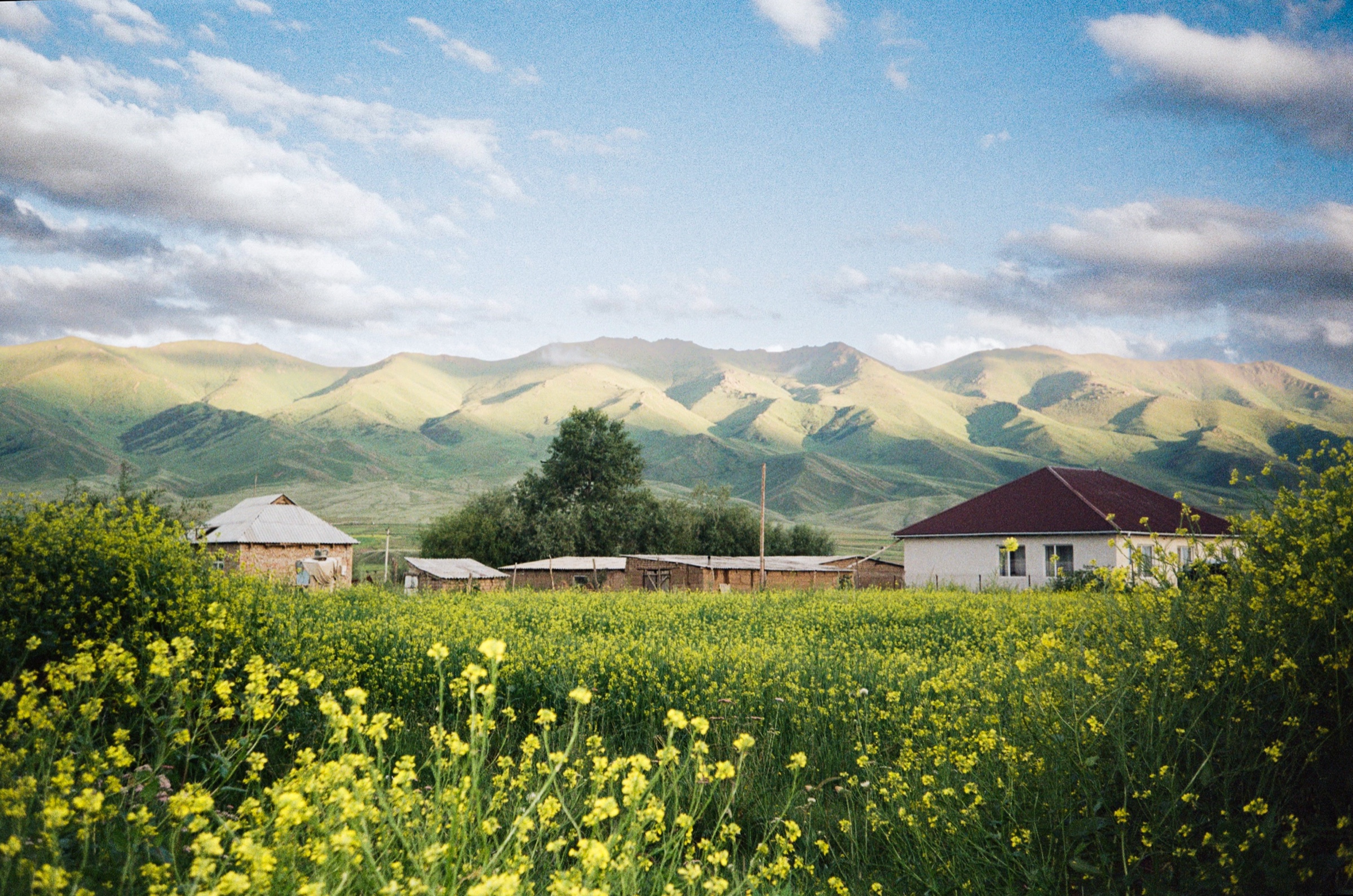 Village houses behind a yellow rapeseed field with green mountains in Kyzart, Kyrgyzstan - Landscape photography by Rocco Goldschmidt