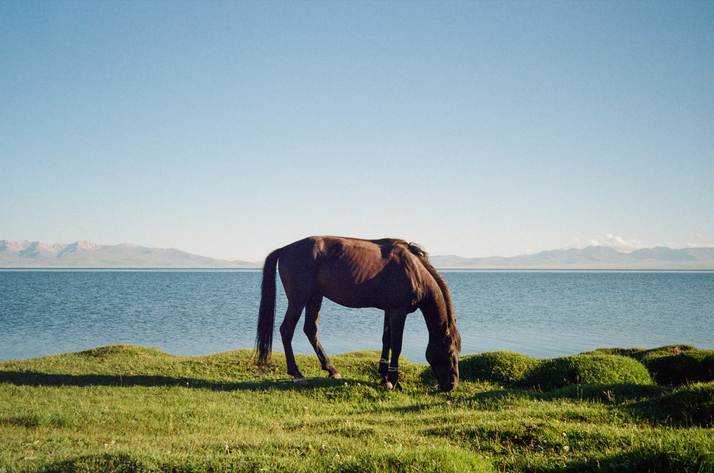 Dark horse grazing beside the still waters of Song-Köl lake with mountains beyond, Kyrgyzstan - Landscape photography by Rocco Goldschmidt