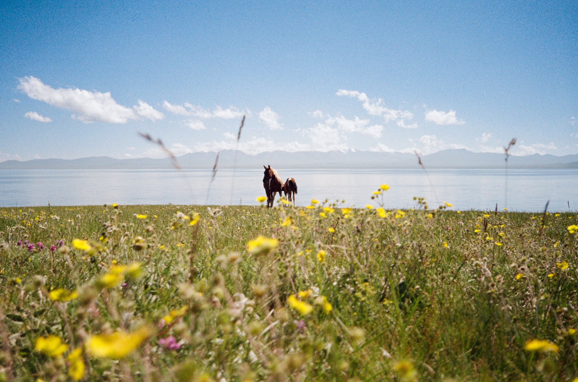 Horse and foal grazing in a wildflower meadow beside Lake Song-Köl, Kyrgyzstan - Nature photography by Rocco Goldschmidt