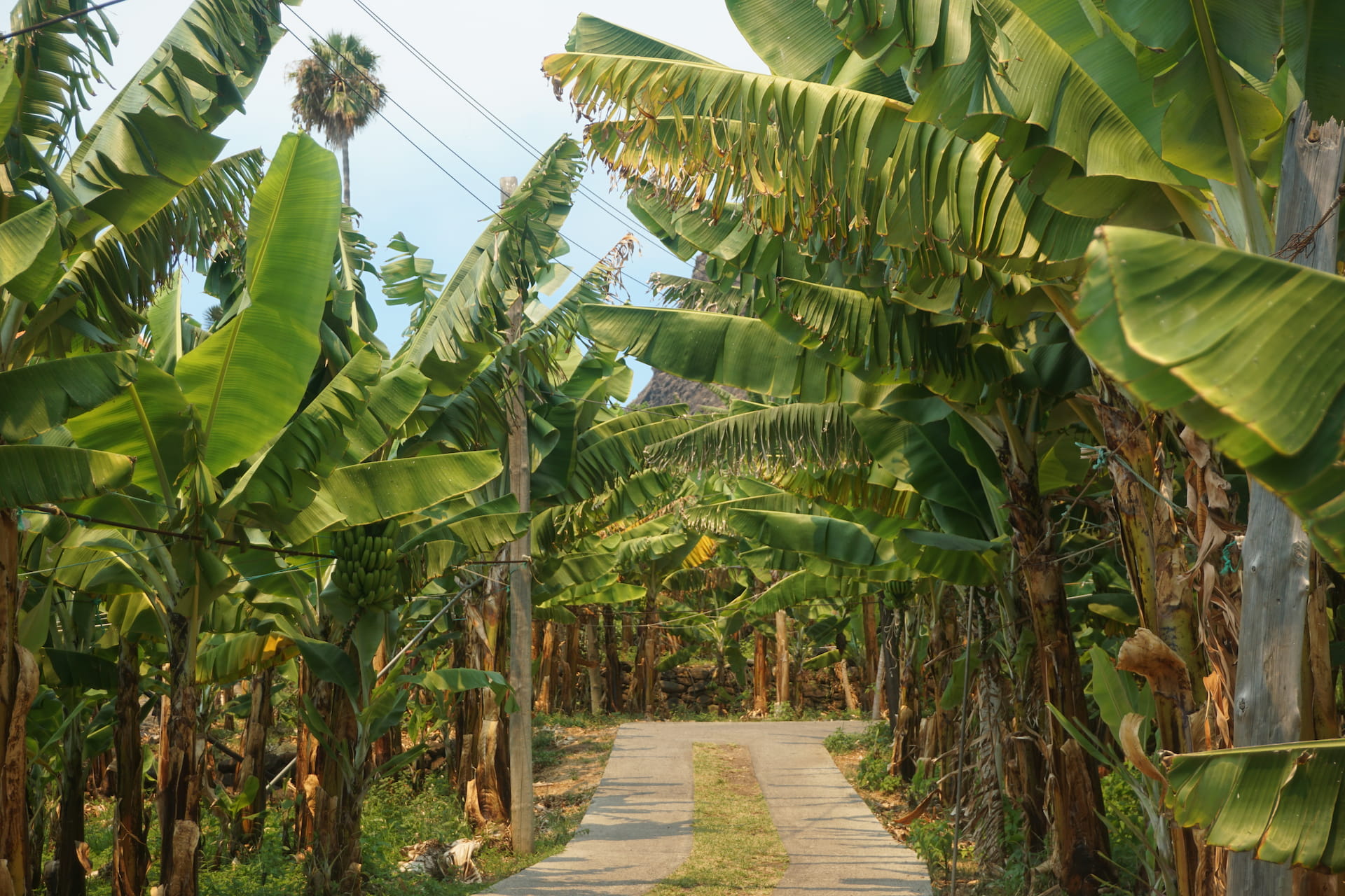 Madeira banana trees