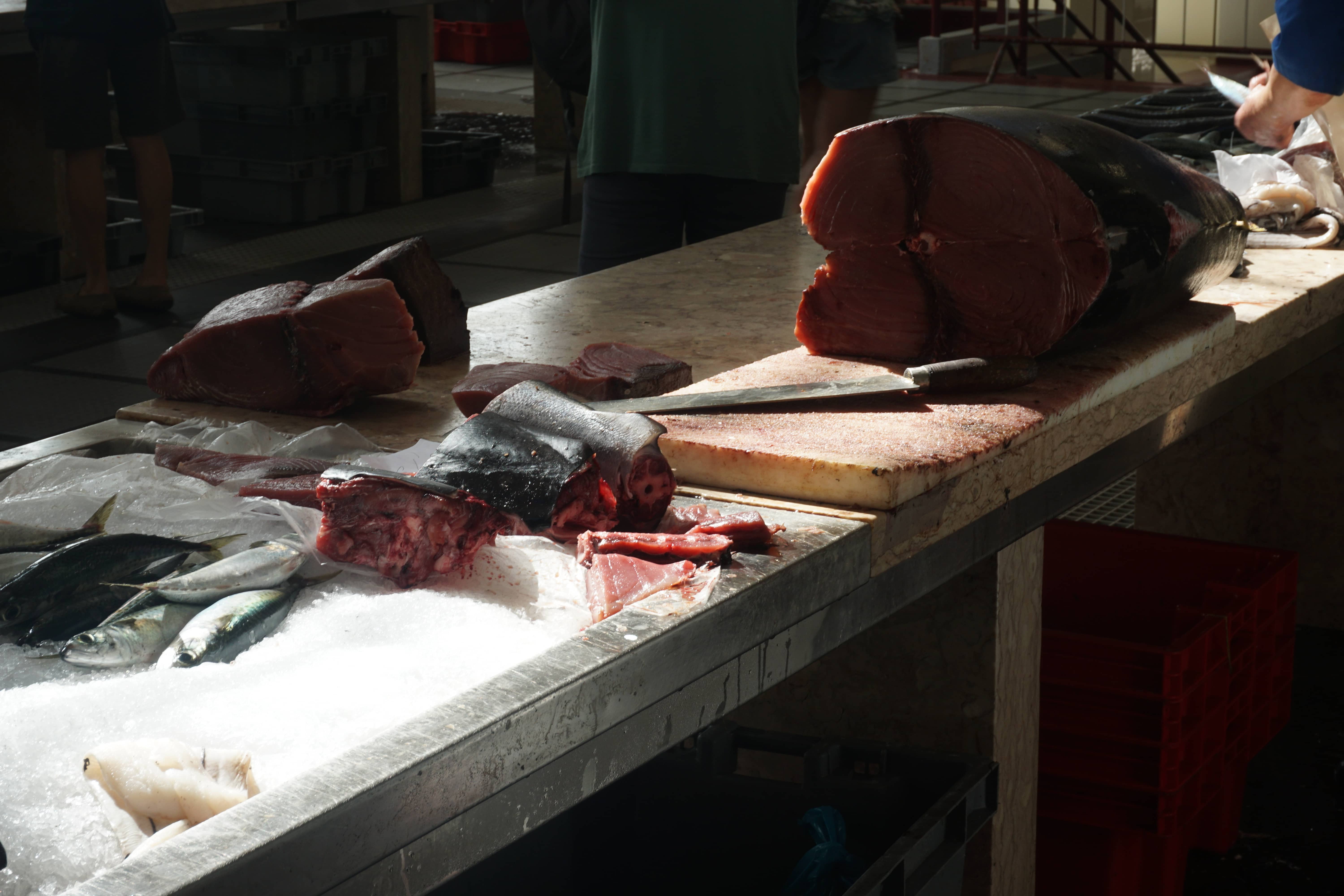 Madeira tuna fishing