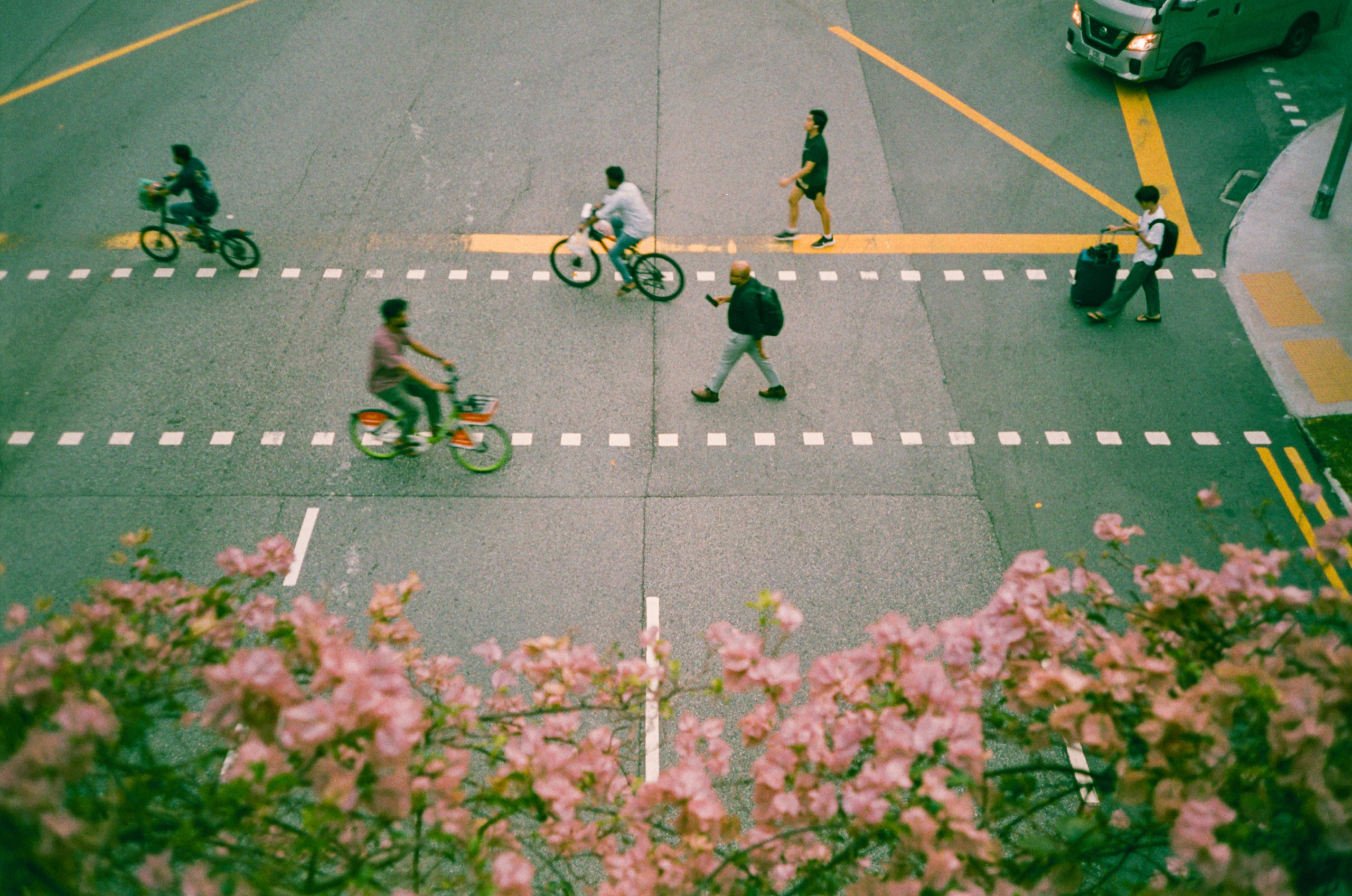 Cyclists and pedestrians crossing a road with yellow markings, seen from above through pink bougainvillea - Film photography by Rocco Goldschmidt