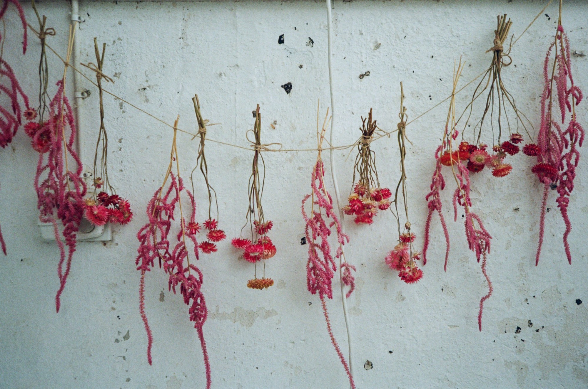 Bunches of pink amaranth and strawflowers hanging to dry on a line against a white wall in Stockholm, Sweden - Detail photography by Rocco Goldschmidt