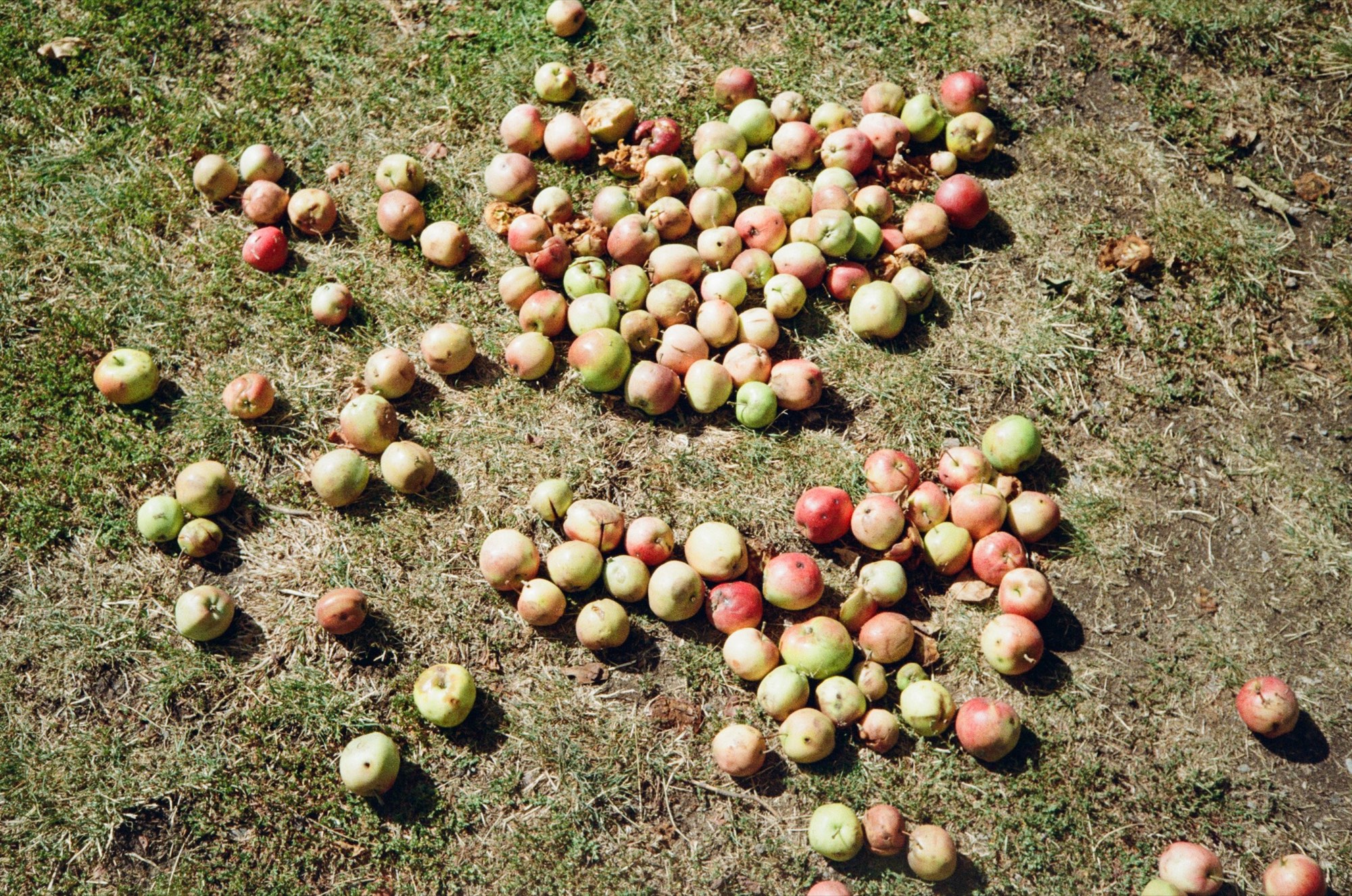 Windfall apples gathered in rows on sun-bleached grass beneath an orchard tree in Stockholm, Sweden - Detail photography by Rocco Goldschmidt