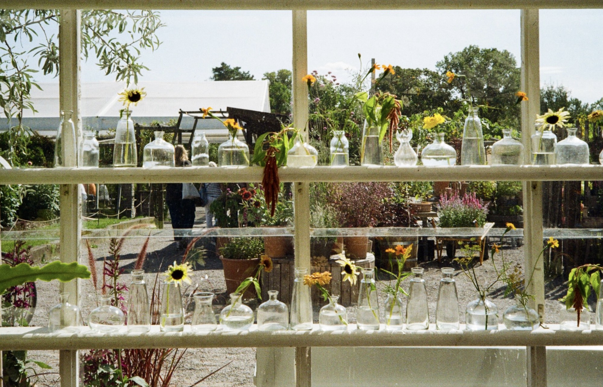Glass bottles holding single sunflowers along a greenhouse windowsill looking out on a garden in Stockholm, Sweden - Still life photography by Rocco Goldschmidt